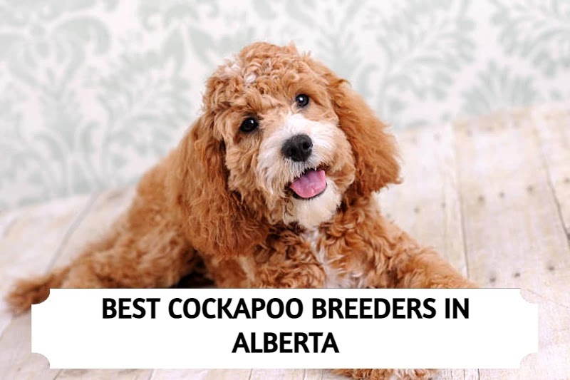 Best Cockapoo Breeders in Alberta