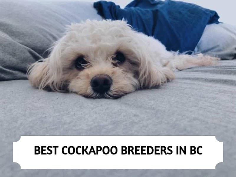 Best Cockapoo Breeders in British Columbia