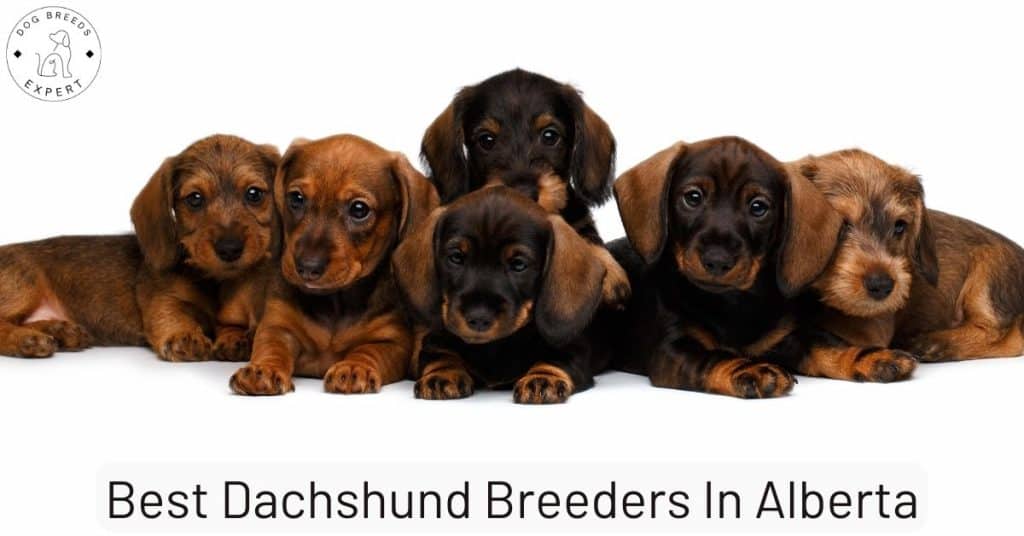 Best Dachshund Breeders In Alberta