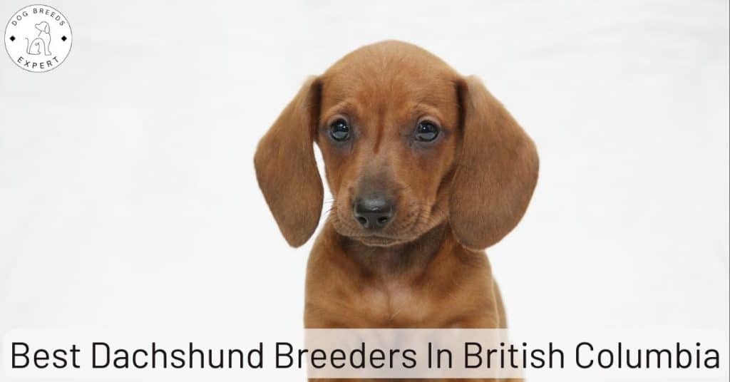 Best Dachshund Breeders In British Columbia