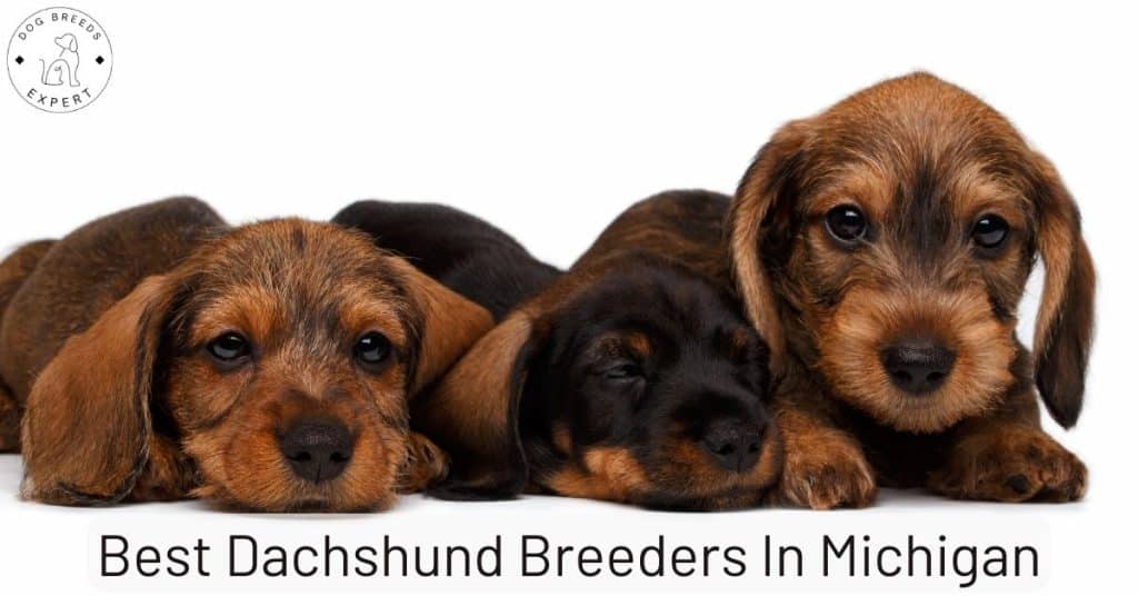 Best Dachshund Breeders In Michigan