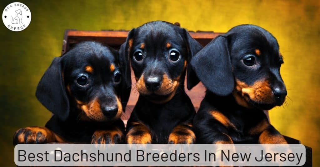 Best Dachshund Breeders In New Jersey