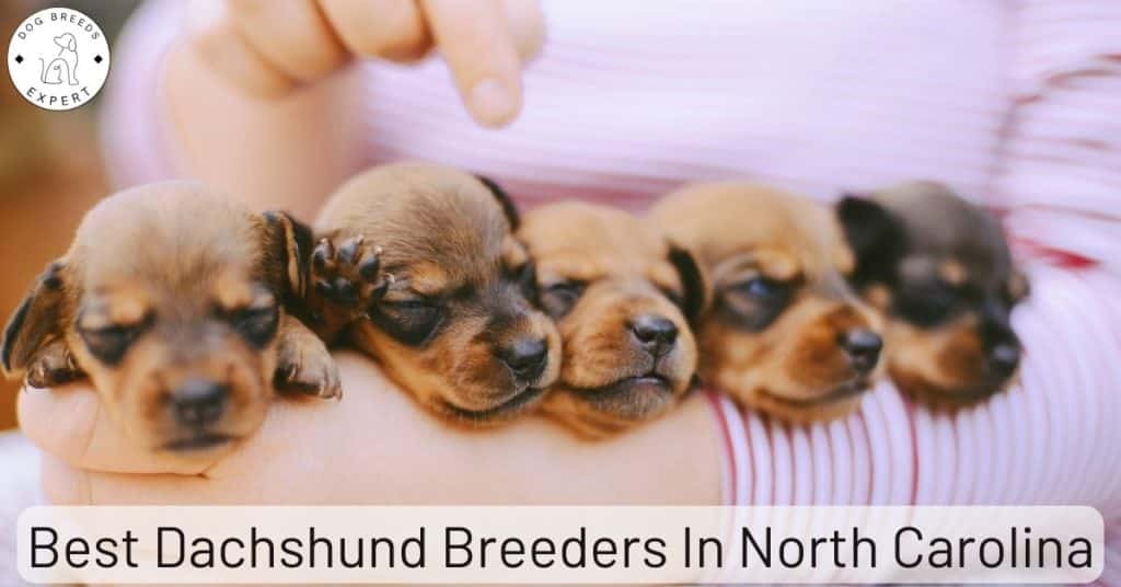 Best Dachshund Breeders In North Carolina