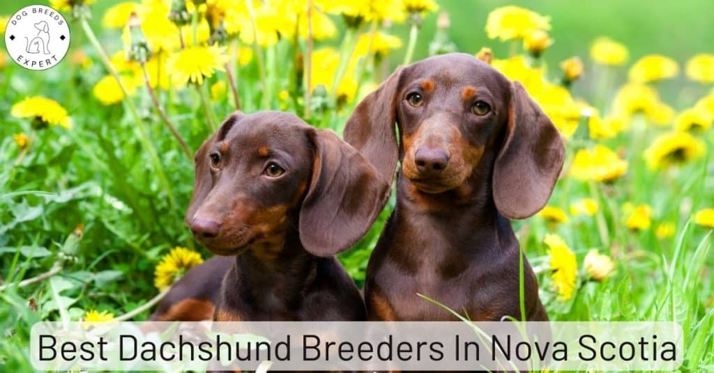 Best Dachshund Breeders In Nova Scotia