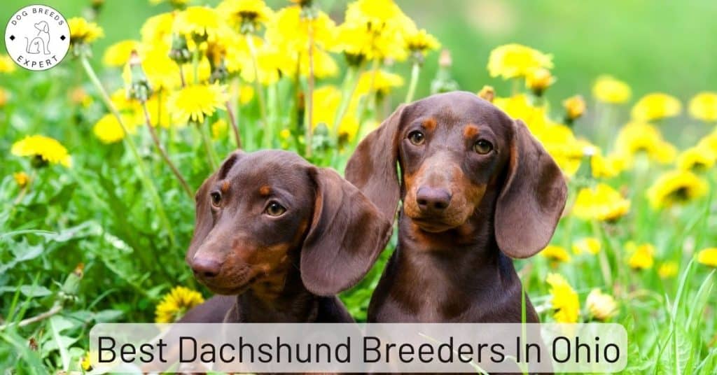 Best Dachshund Breeders In Ohio