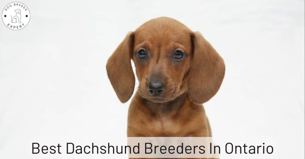 Best Dachshund Breeders In Ontario