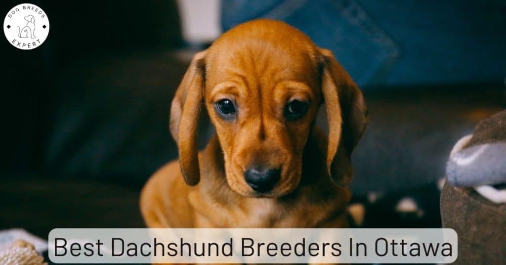 Best Dachshund Breeders In Ottawa