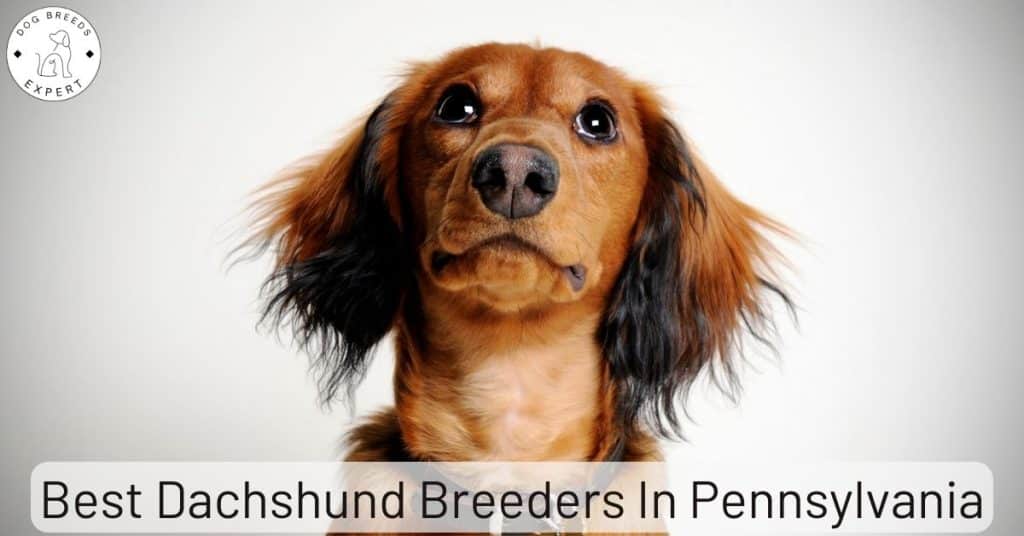 Best Dachshund Breeders In Pennsylvania