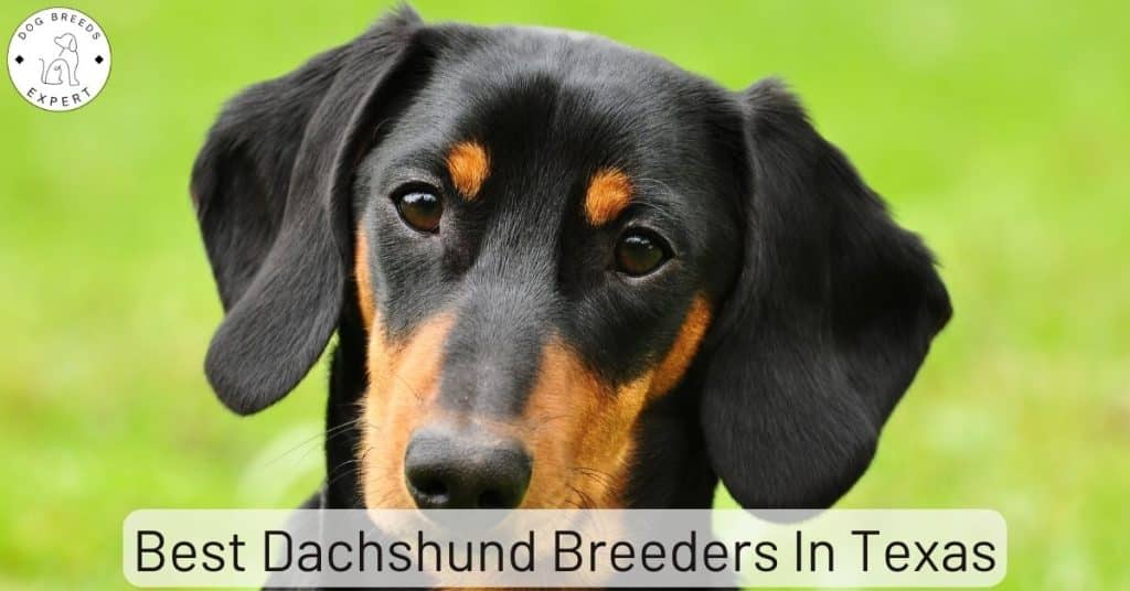 Best Dachshund Breeders In Texas