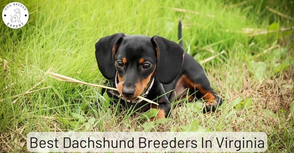 Best Dachshund Breeders In Virginia