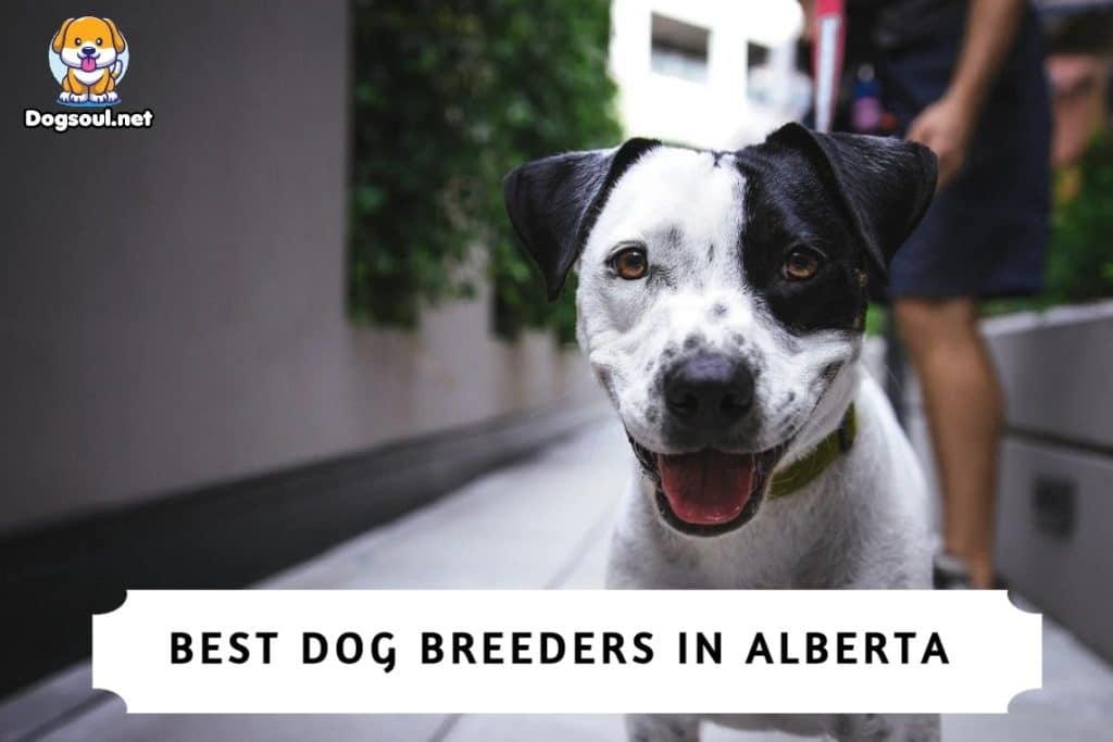 Best Dog Breeders in Alberta