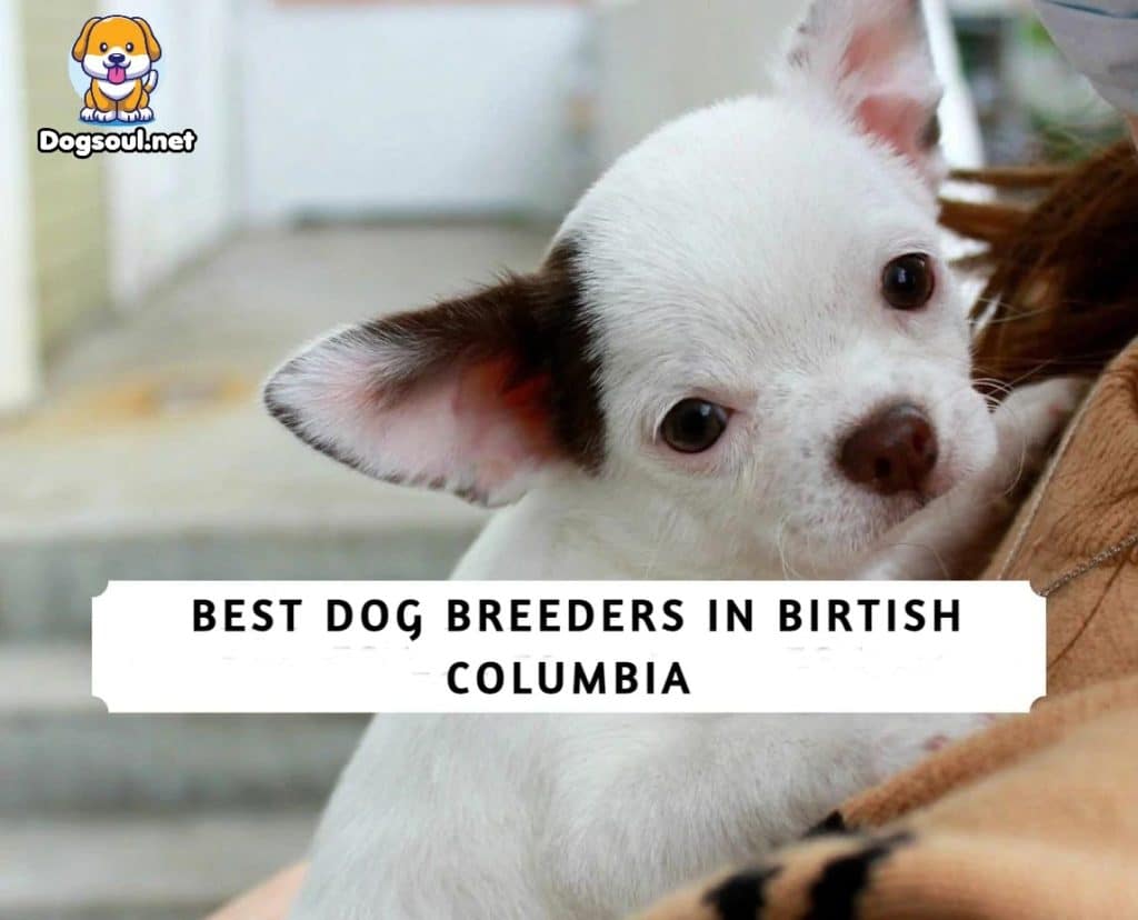 Best Dog Breeders in British Columbia