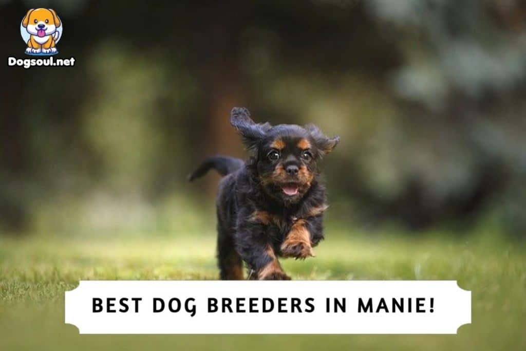 Best Dog Breeders in Maine