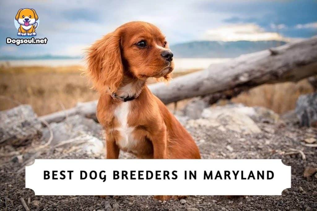 Best Dog Breeders in Maryland