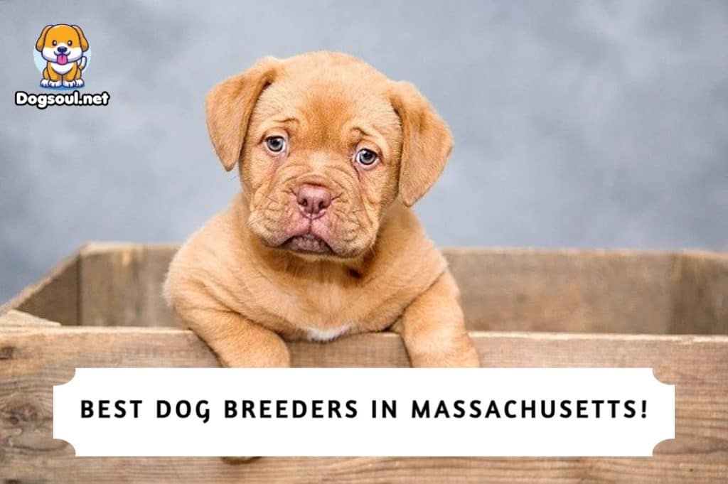 Best Dog Breeders in Massachusetts