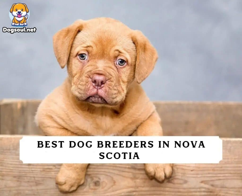 Best Dog Breeders in Nova Scotia