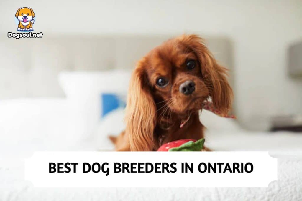 Best Dog Breeders in Ontario