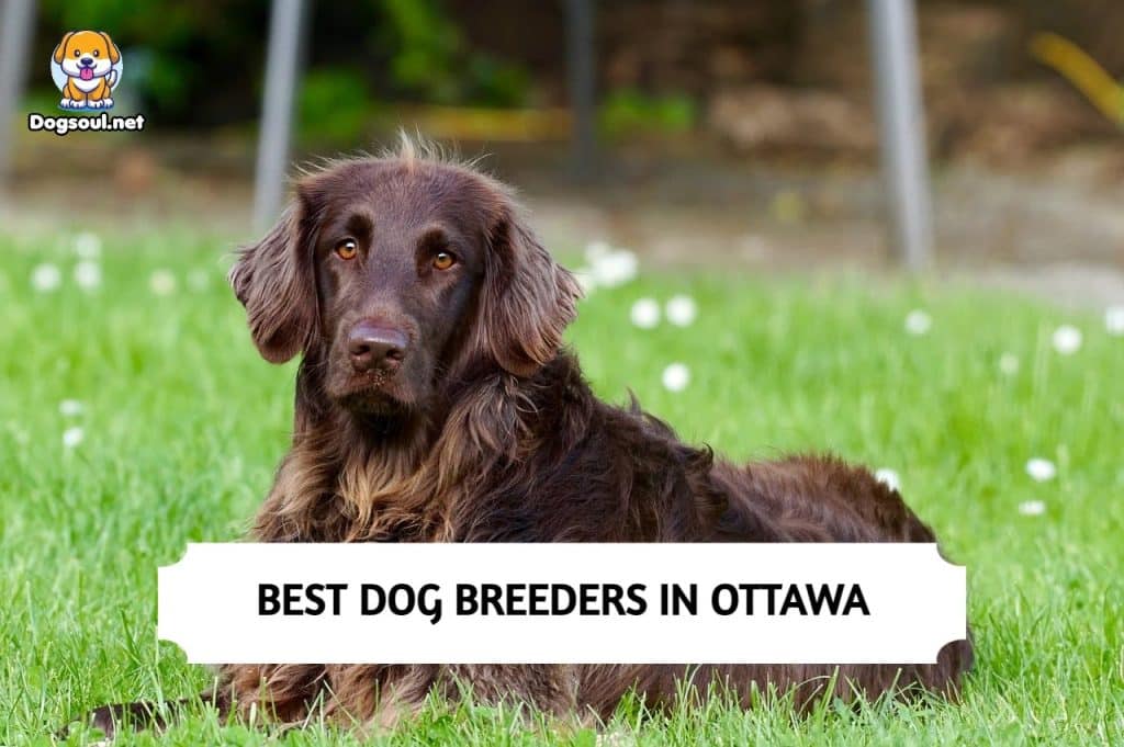 Best Dog Breeders in Ottawa
