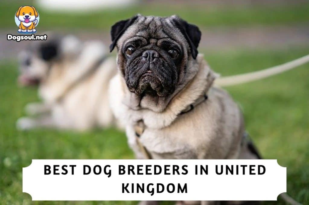 Best Dog Breeders in UK