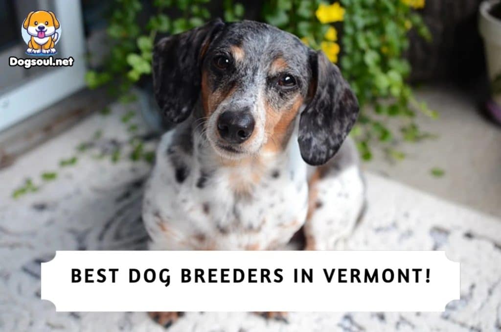 Best Dog Breeders in Vermont