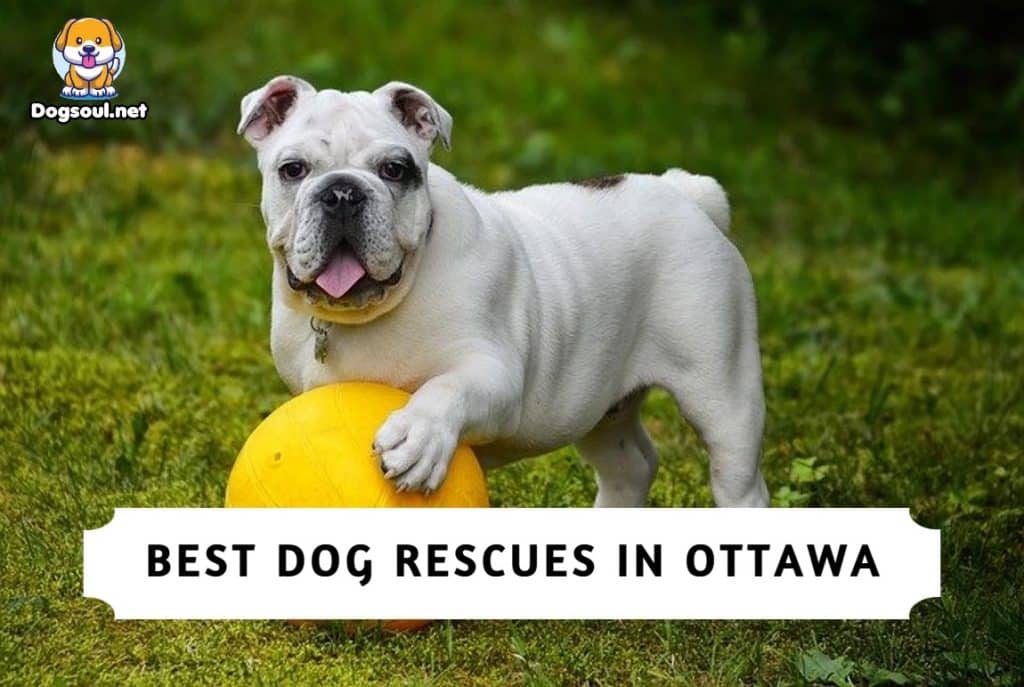 Best Dog Rescues In Ottawa