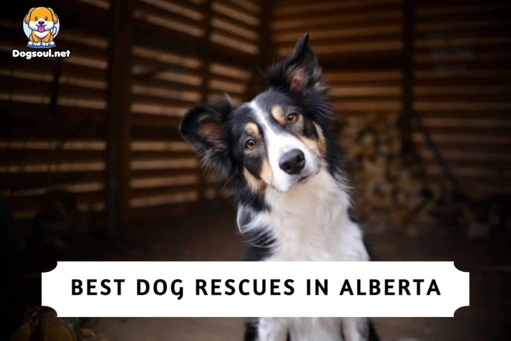 Best Dog Rescues in Alberta