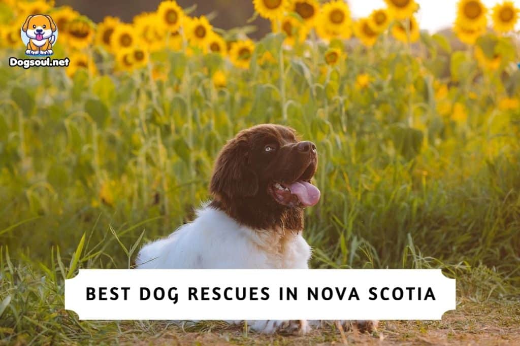 Best Dog Rescues in Nova Scotia
