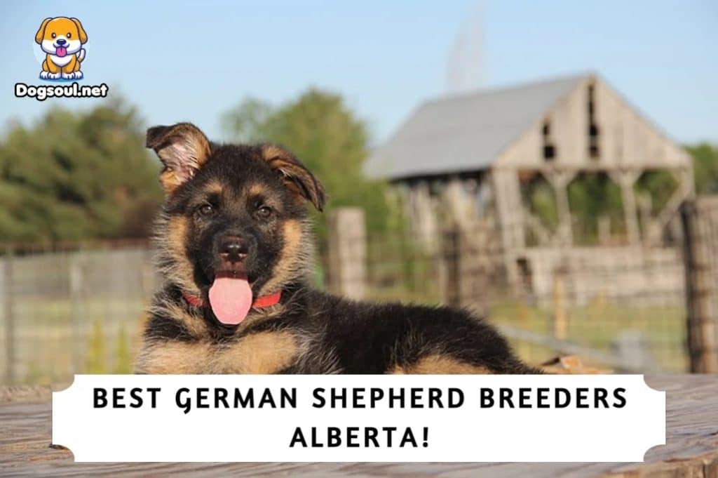Best German Shepherd Breeders Alberta