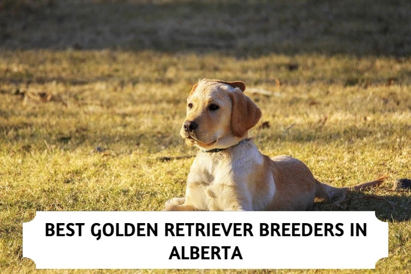 Best Golden Retriever Breeders in Alberta