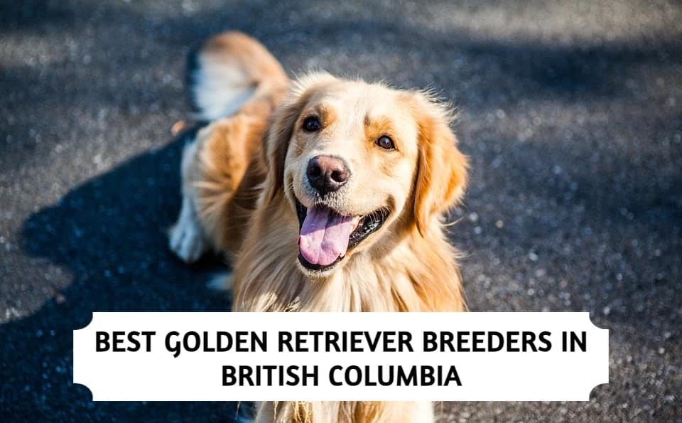 Best Golden Retriever Breeders in British Columbia