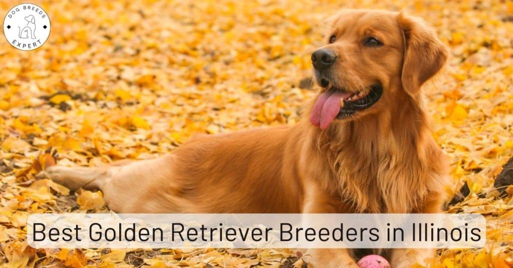 Golden Retriever Breeders in Illinois [2025] | List of 5 Local Breeders