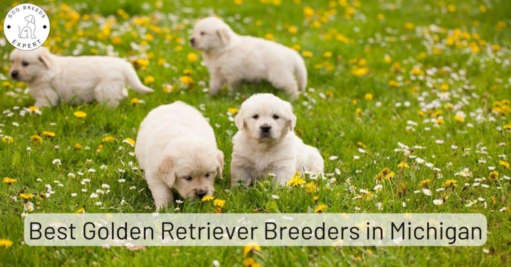 Golden Retriever Breeders in Michigan [2025] | List of 8 Local Breeders