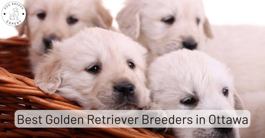 Golden Retriever Breeders in Ottawa [2025] | List of 5 Local Breeders