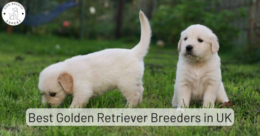 Top Golden Retriever Breeders in UK [2025] | List of 8 Local Breeders