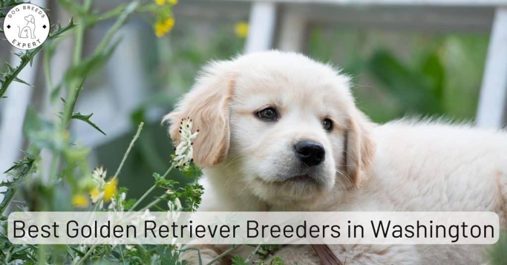 Golden Retriever Breeders in Washington [2025] | List of 8 Local Breeders