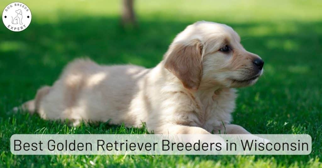 Golden Retriever Breeders in Wisconsin [2025] | List of 8 Local Breeders