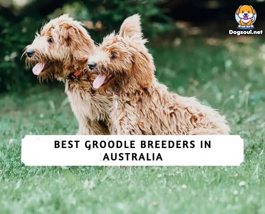 Best Groodle Breeders in Australia