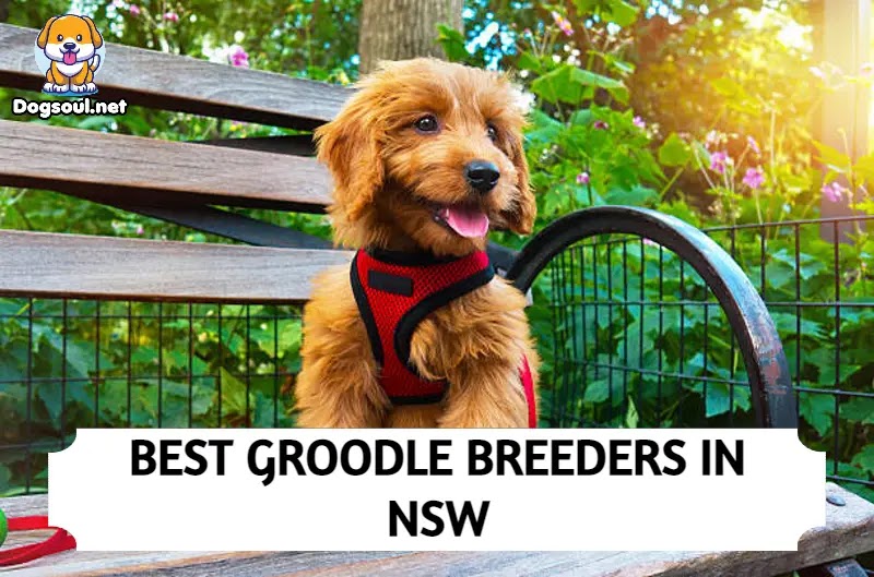Best Groodle Breeders in Nsw