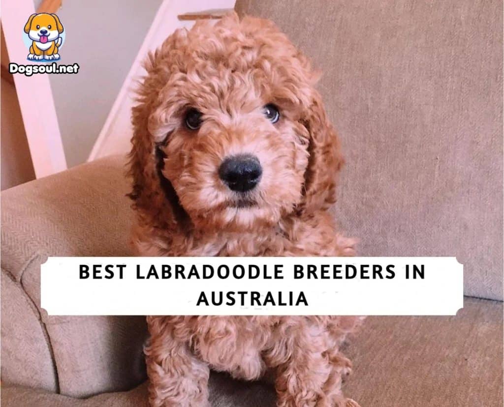 Best Labradoodle Breeders in Australia