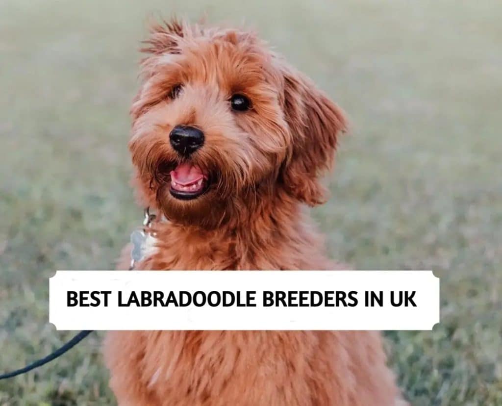 Best Labradoodle Breeders in UK