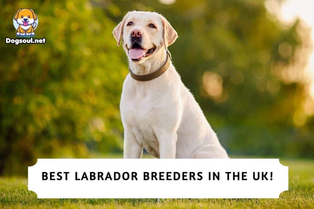 Best Labrador Breeders in the UK