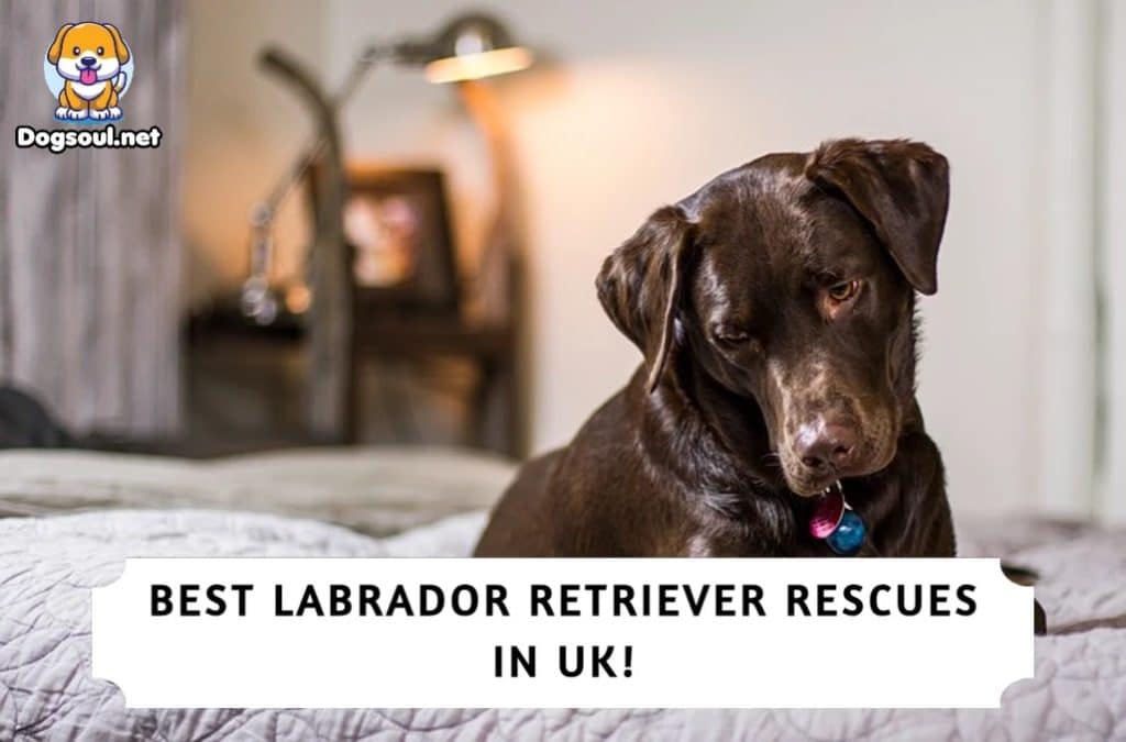 Best Labrador Retriever Rescues in UK
