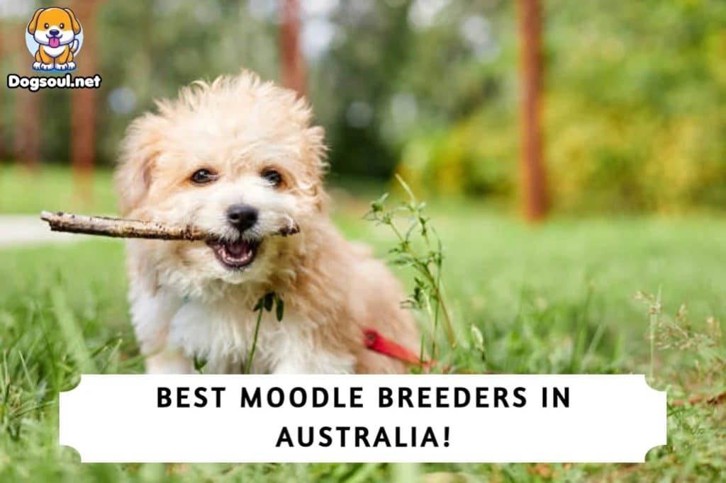 Best Moodle Breeders in Australia