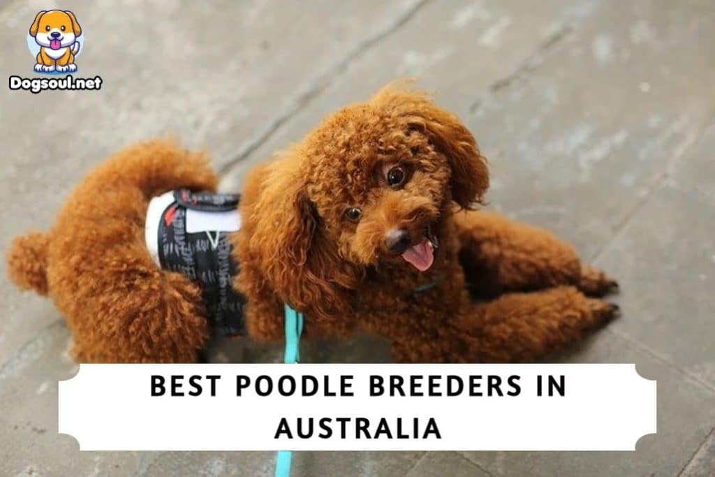 Best Poodle Breeders in Australia