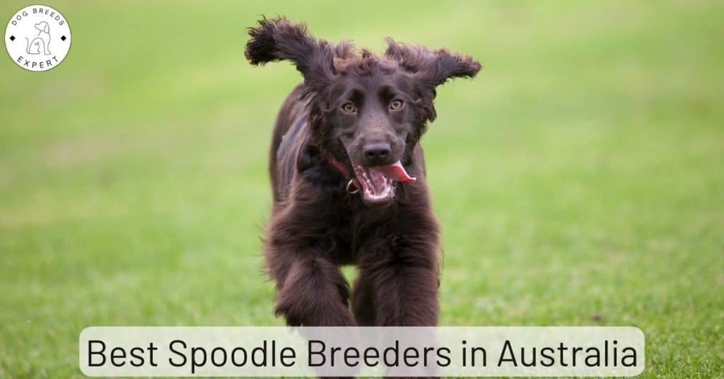 Best Spoodle Breeders in Australia