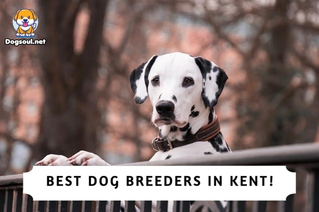 Best Dog Breeders In Kent