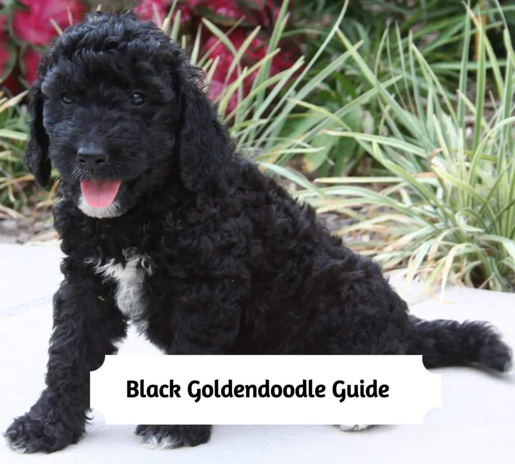 Black Goldendoodle Breed