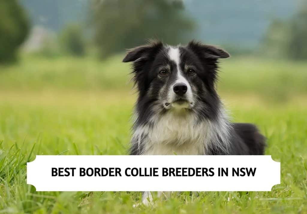 Border Collie Breeders in NSW