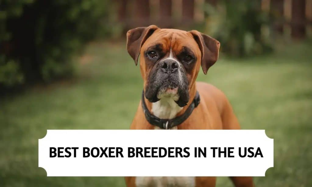 10 Best Boxer Breeders in the USA (2025)
