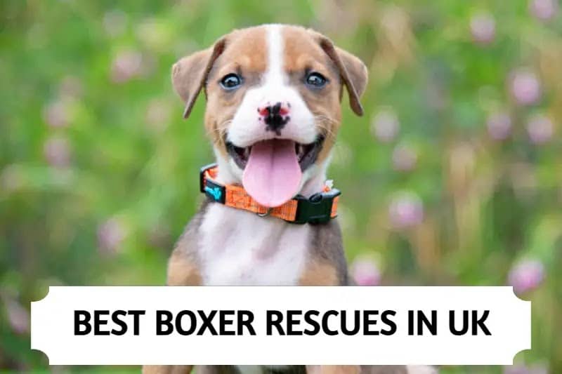 Boxer Rescues In UK
